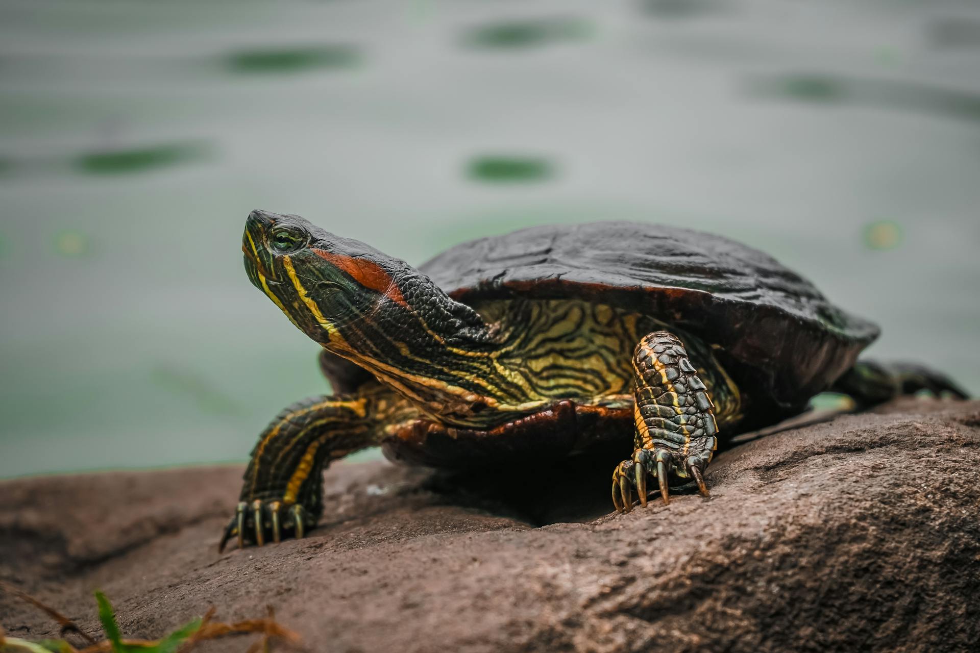 pexels chetanvlad 3387169 1