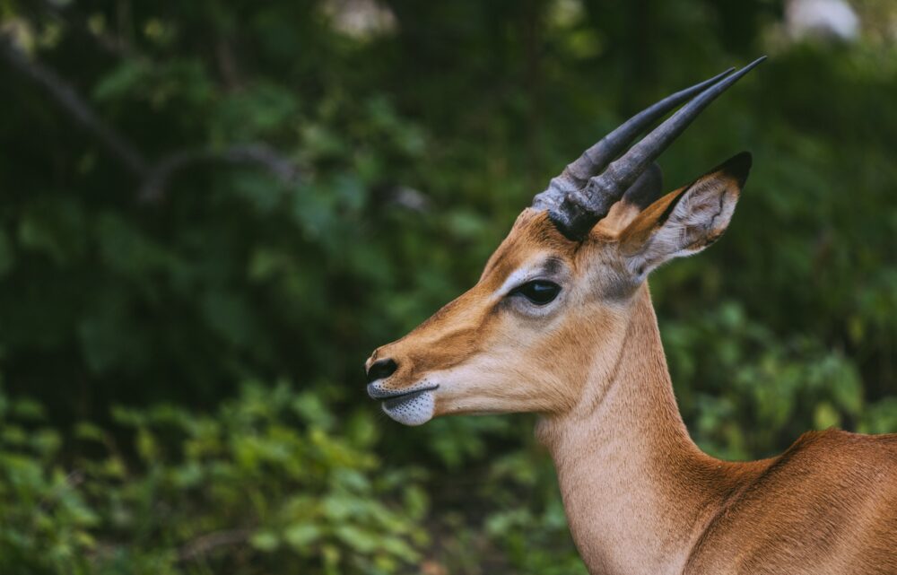 roger erdvig 0XNo6LICDJU unsplash 1