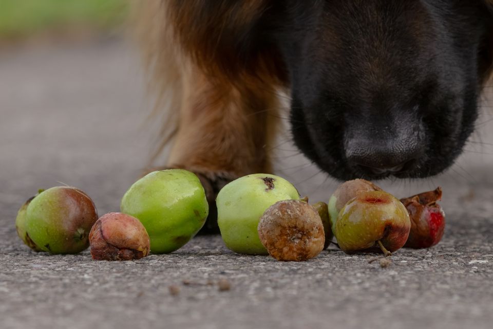 Nedfaldsfrugt kan sende hunde akut til dyrlægen: Fire sensommerfarer lurer i haven