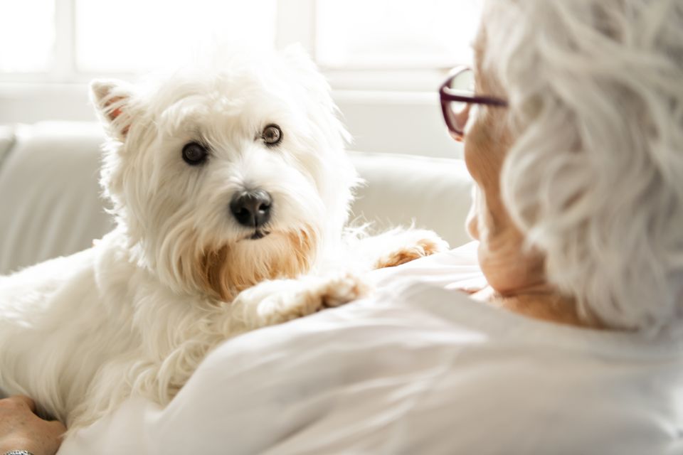 Flere danskere over 60 får hund – og det giver faktisk ret god mening