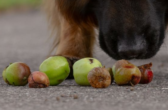 Nedfaldsfrugt kan sende hunden akut til dyrlægen: Fire farer gemmer sig i haven