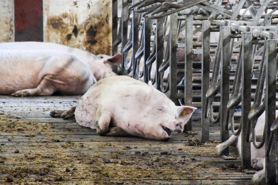 Dyrenes Beskyttelse revser kontrollen: Knap 1.500 opfølgende besøg blev ikke gennemført