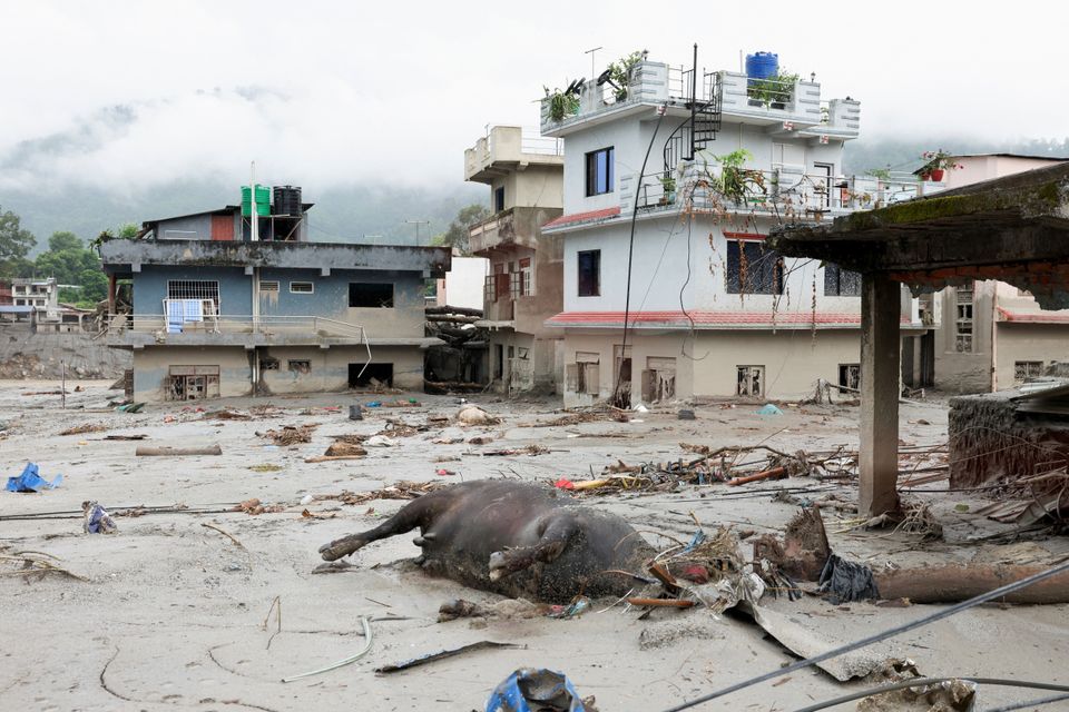 Efter oversvømmelser i Nepal: Dansk organisation åbner indsamling til dyr i nød