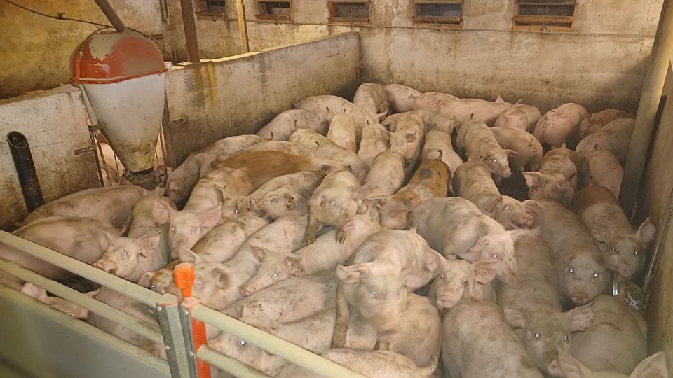 Akutplan vil ændre dyrevelfærdskontrollen: Ny styrelse og uvarslede besøg