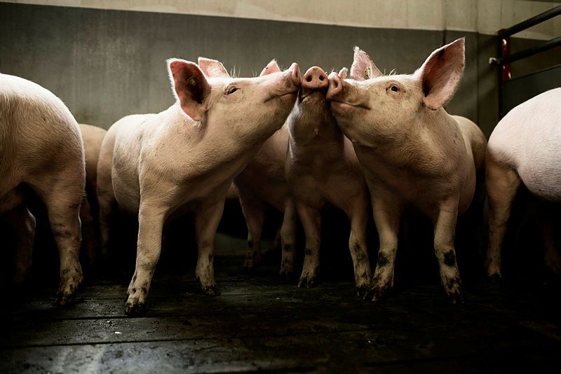 L&F går ind i grisefireparten – men sætter klar grænse for nye krav