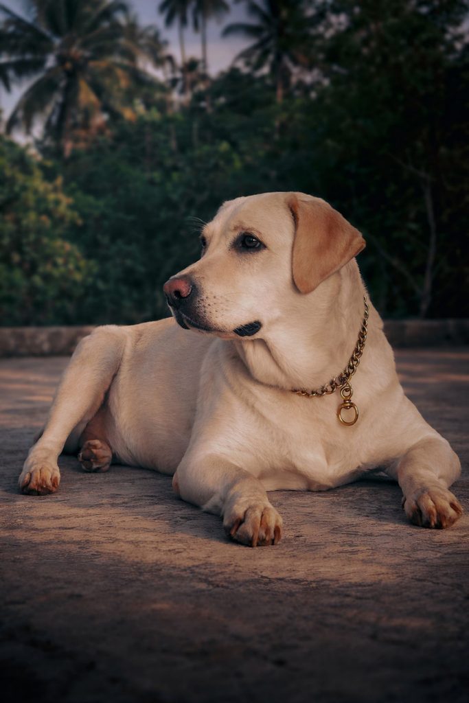 Hundehvalp – find din nye bedste ven via dyreportal.dk