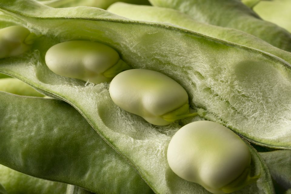 Gammel teknik kan løfte dansk planteprotein: Fermentering dæmper bønnesmagen