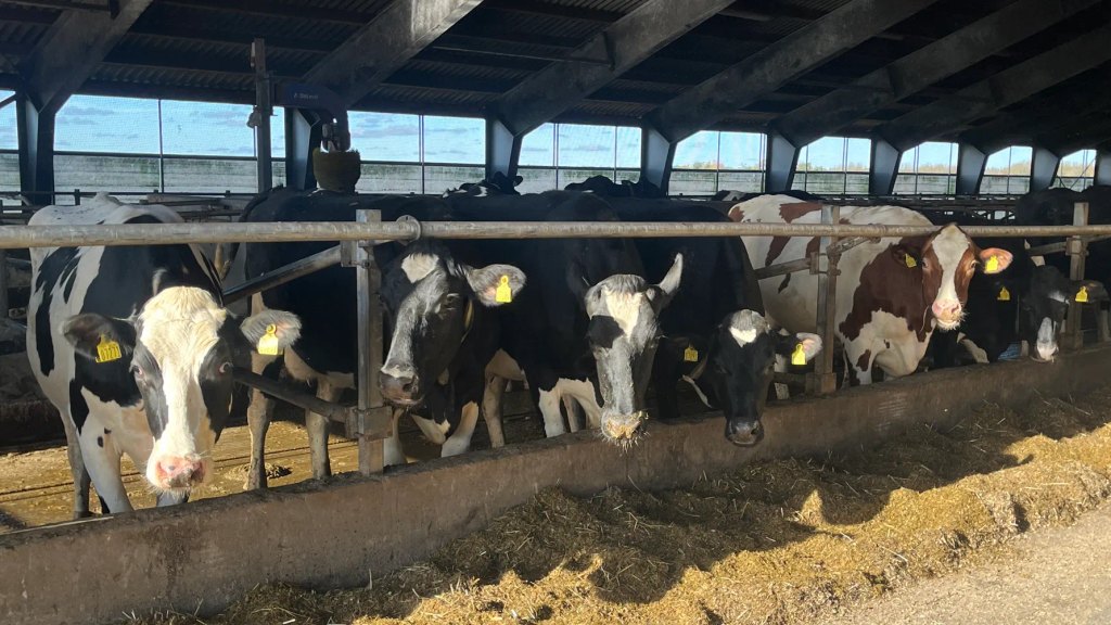Arla og Salling Group tester restprodukt som foder til malkekøer
