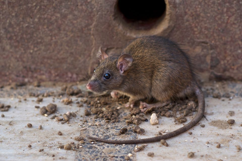 Fra 2.700 kilo til 149 kilo: Randers ændrer rottebekæmpelsen før højsæsonen